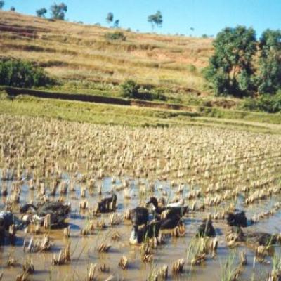 Fiakarana: agriculture et élevage