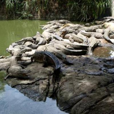 Élevage de crocodiles à Croc-Farm
